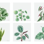 Exploring the Wonderful World of Plants: Trends, Stories, and Joy