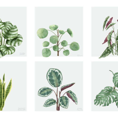 Exploring the Wonderful World of Plants: Trends, Stories, and Joy