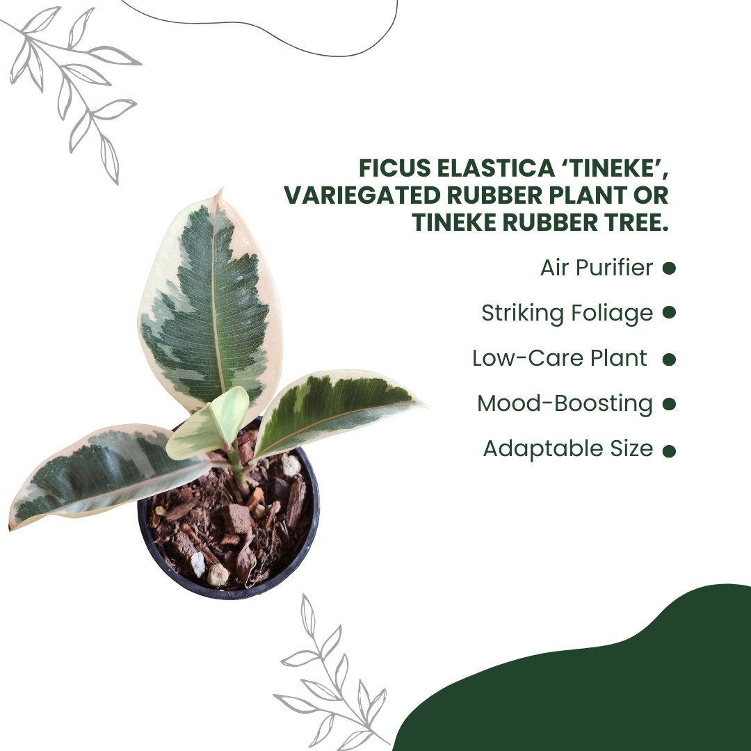Green Rustic Benefits Of Cactus Instagram Post (1)