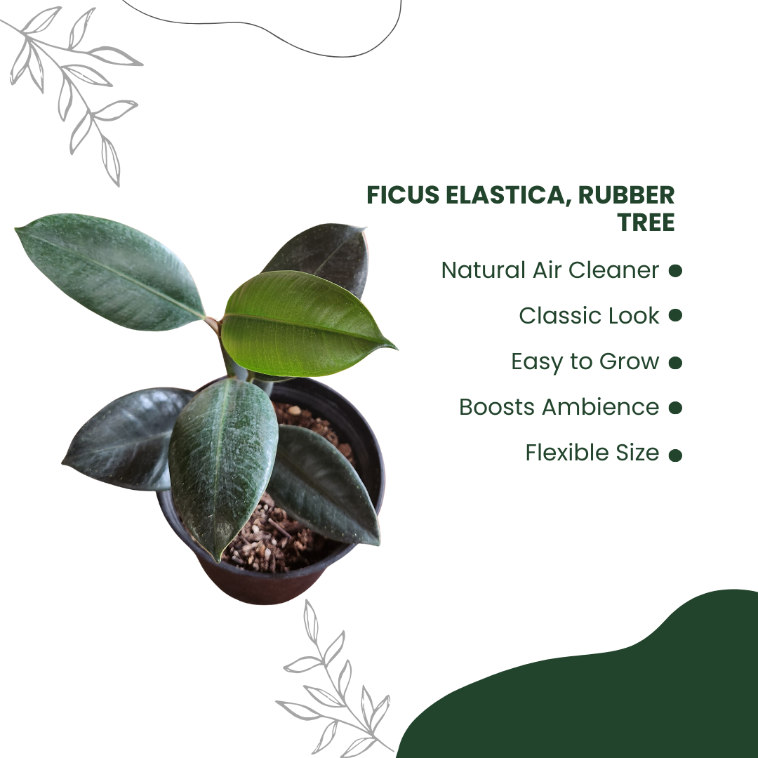 Green Rustic Benefits Of Cactus Instagram Post (2)