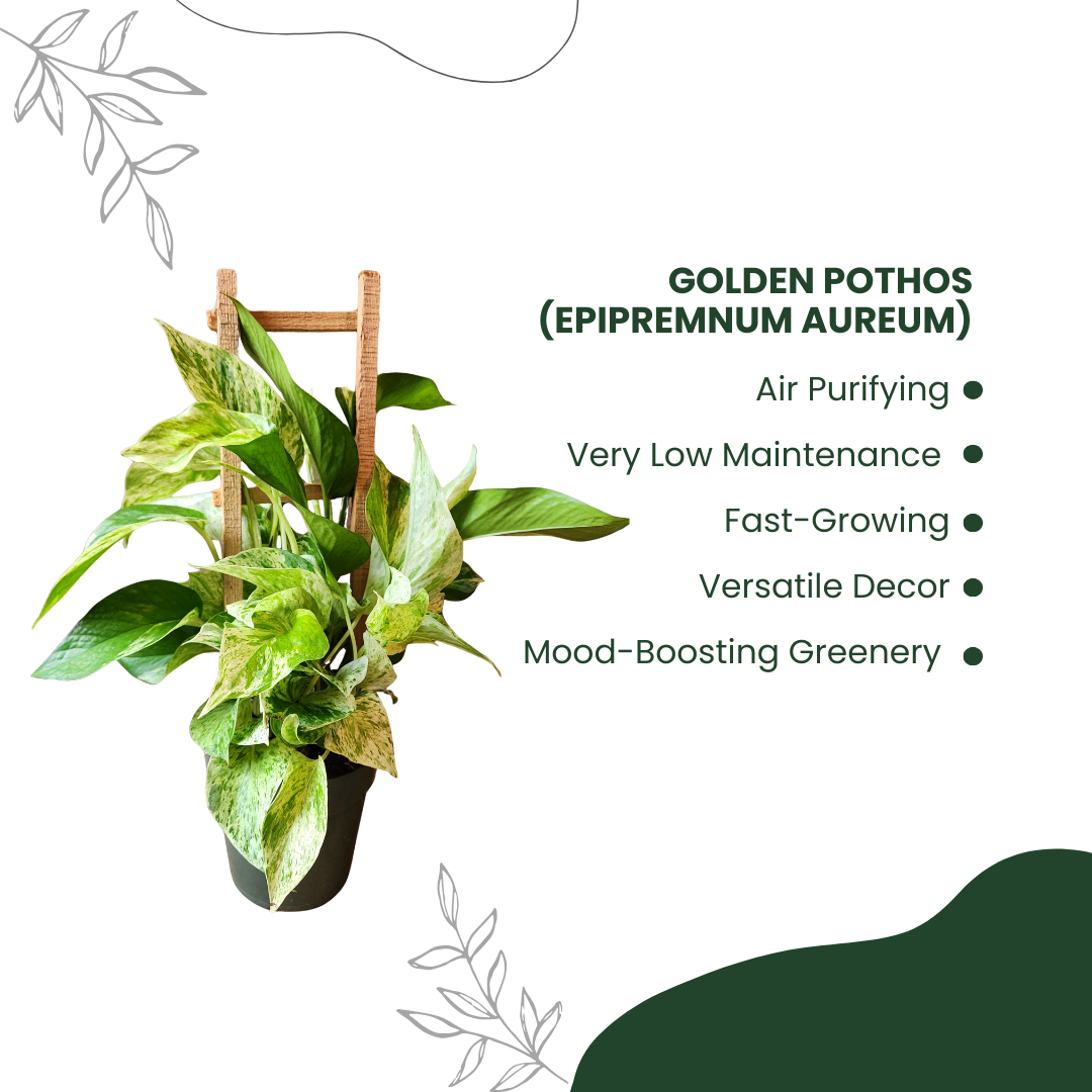 Green Rustic Benefits Of Cactus Instagram Post (3)