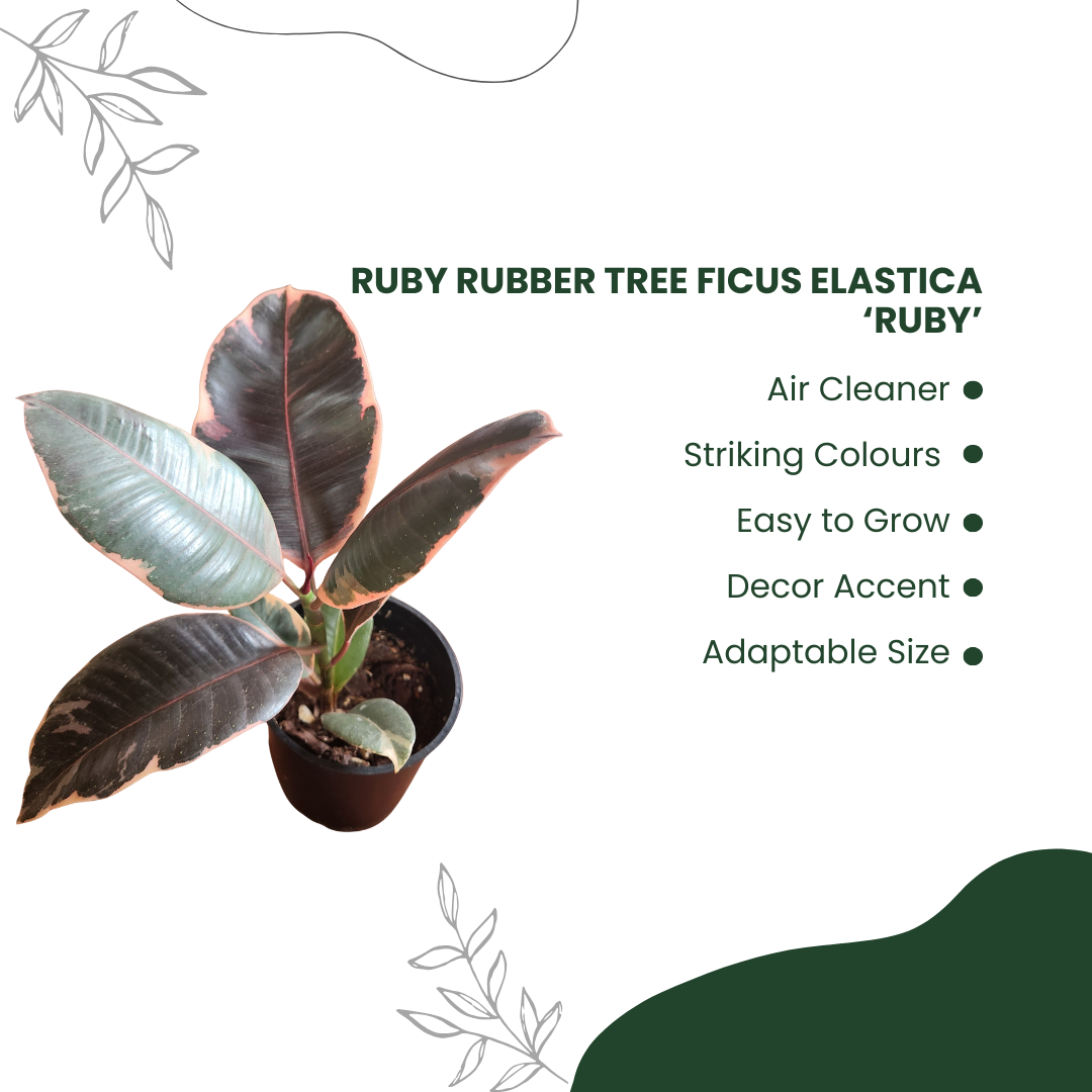 Green Rustic Benefits Of Cactus Instagram Post (4)