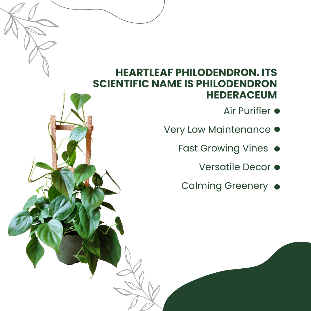 Green Rustic Benefits Of Cactus Instagram Post (5)