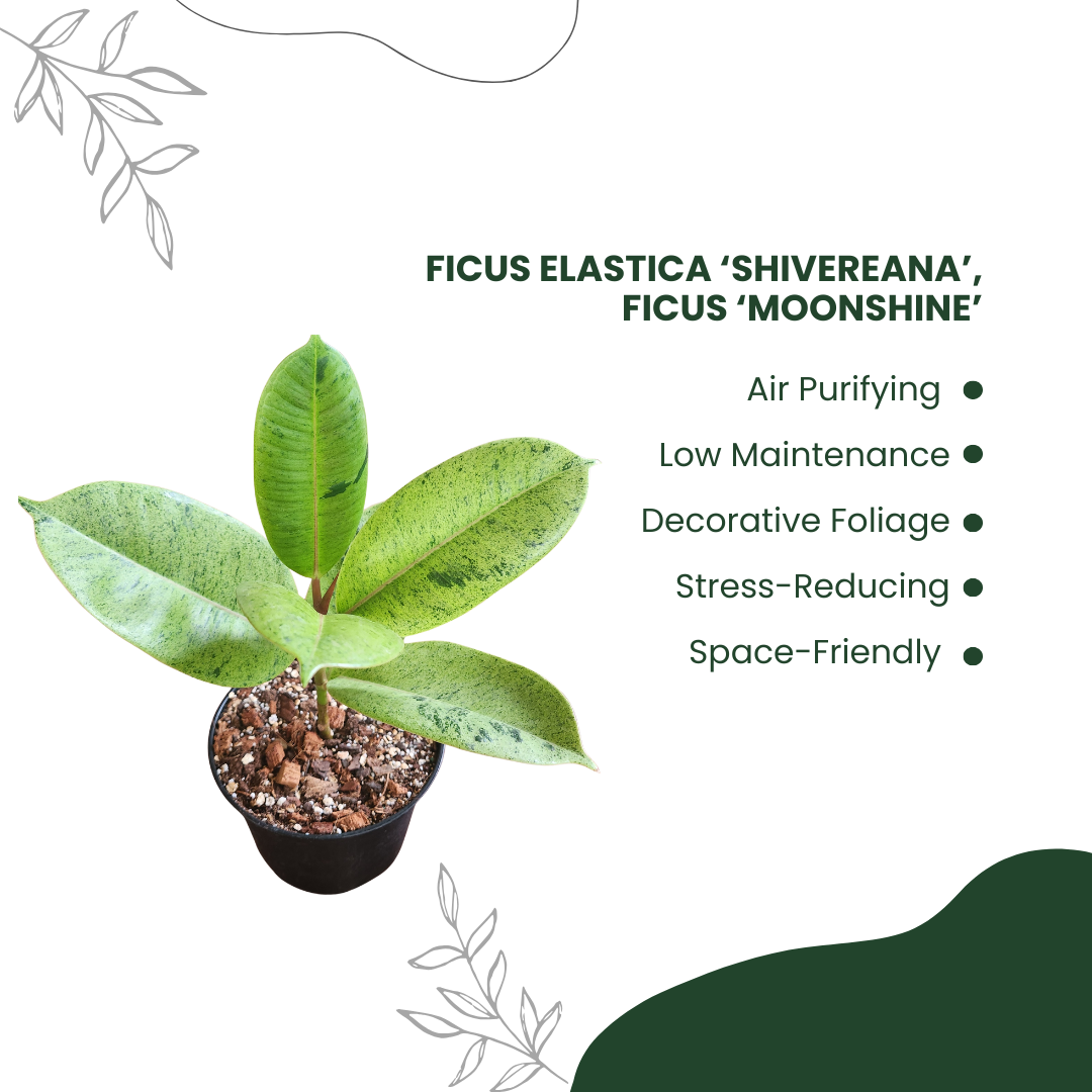 Green Rustic Benefits Of Cactus Instagram Post