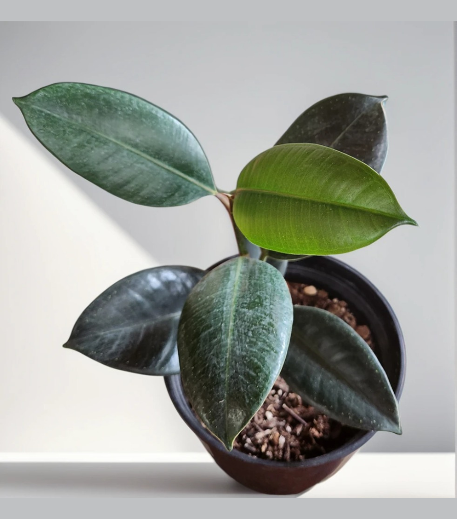 Untitled design (23)