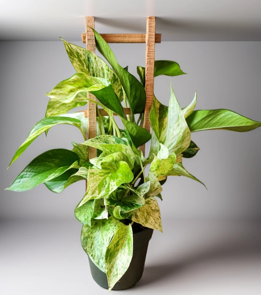 aiease_1757929100328