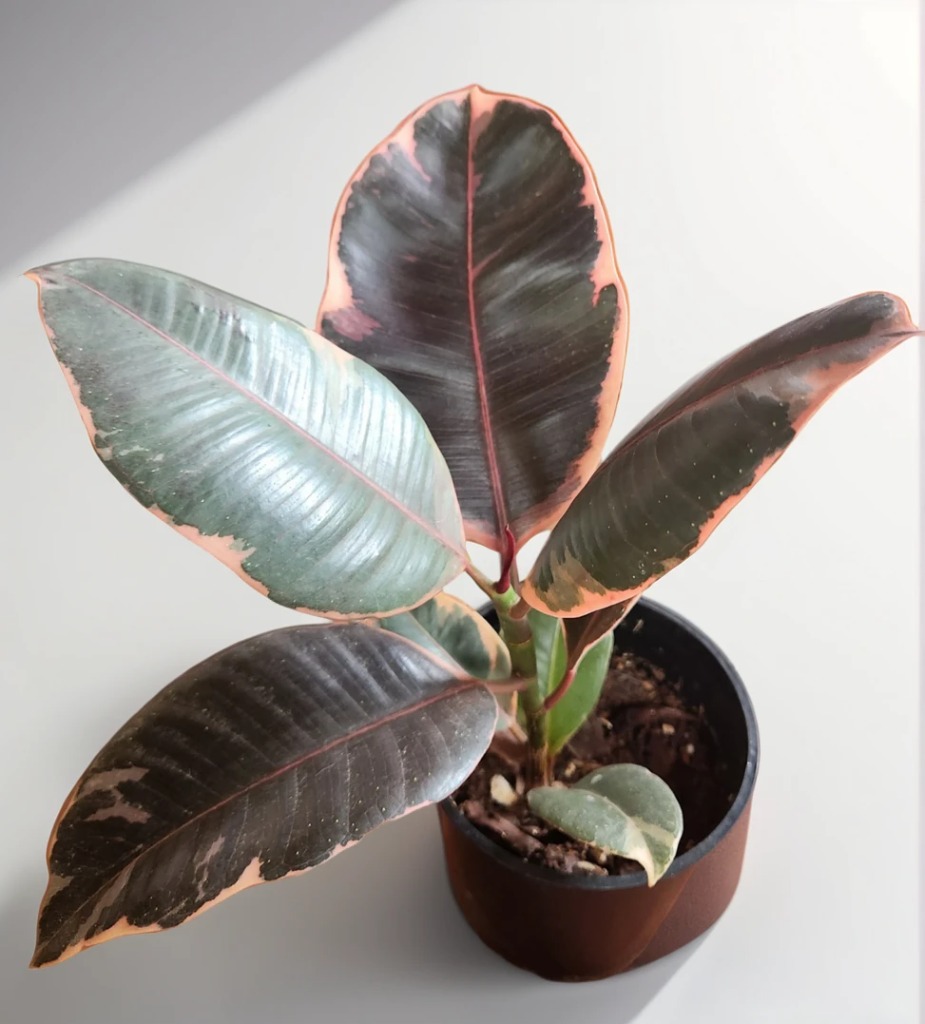 aiease_1757930067255