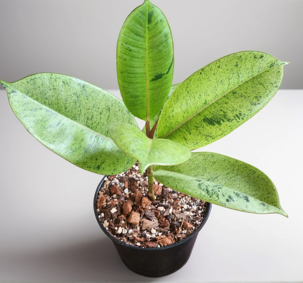 aiease_1757931739096