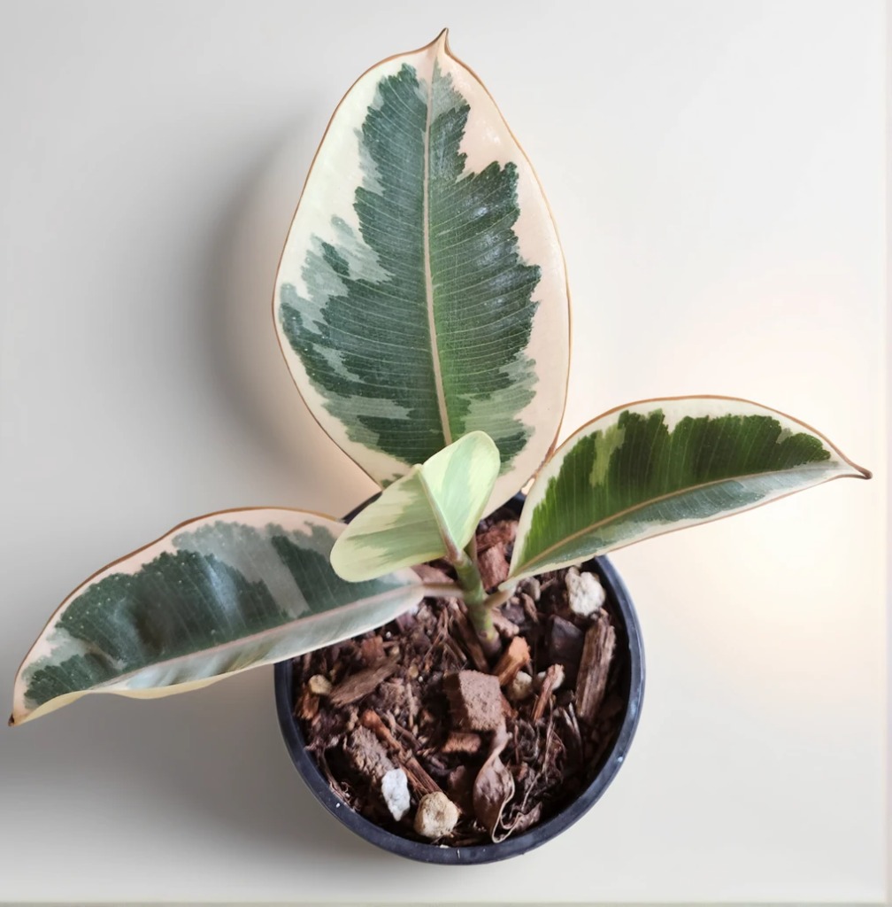 aiease_1757931835225