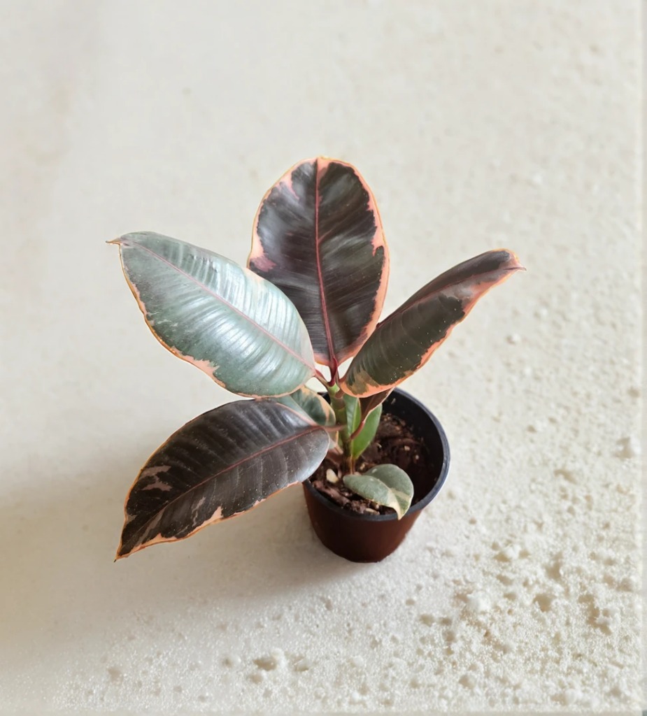 aiease_1758976454668