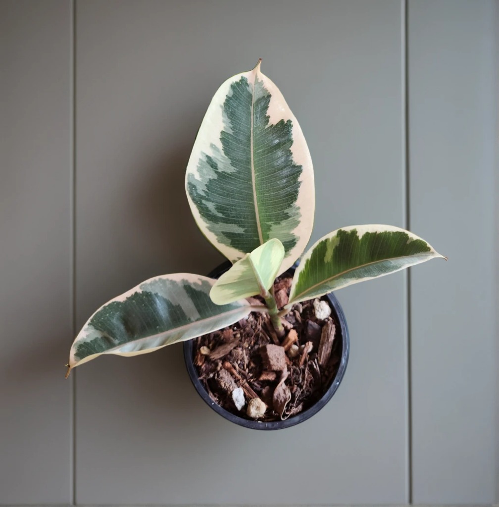 aiease_1758976860981