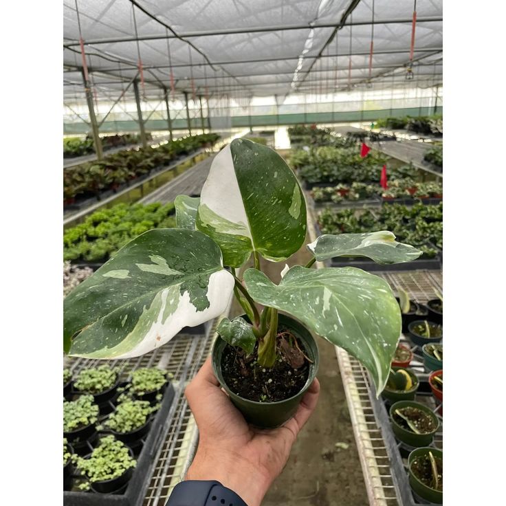 1fe41ac705599f31cdce9ba23b0ae43d