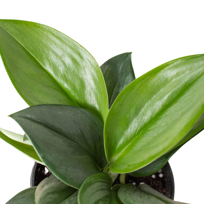 4_SCINDAPSUS_NMOONLIGHT_2_700x700