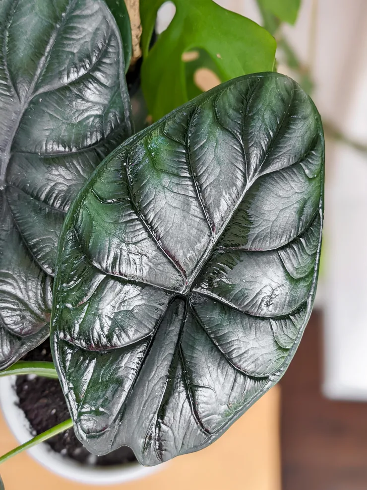 Alocasia-Dragon-Scale-Care-4.jpg