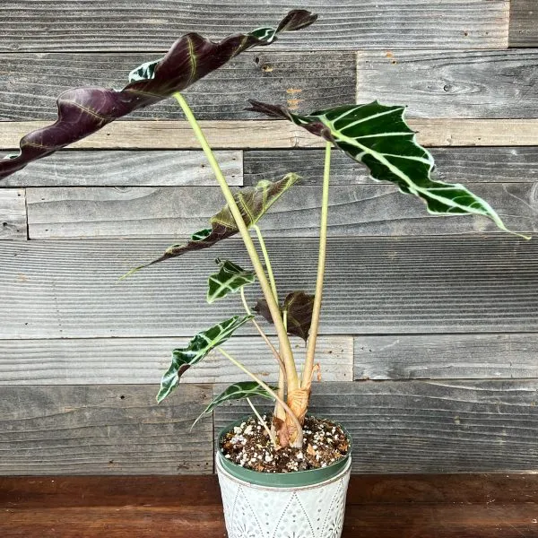 Alocasia_Amazonica_Polly-3-600×600