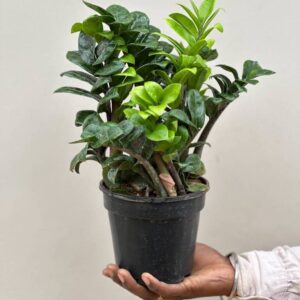 Zamioculcas zamiifolia (Dwarf ZZ Plant) – 4"