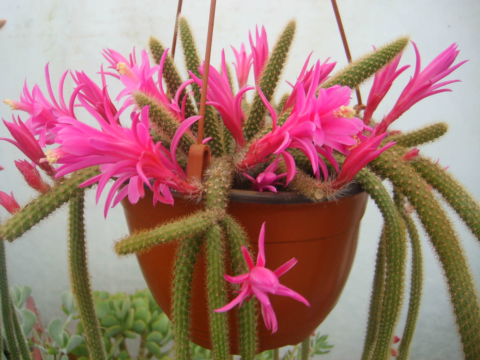 Disocactus-flagelliformis-Rat-Tail-Cactus4