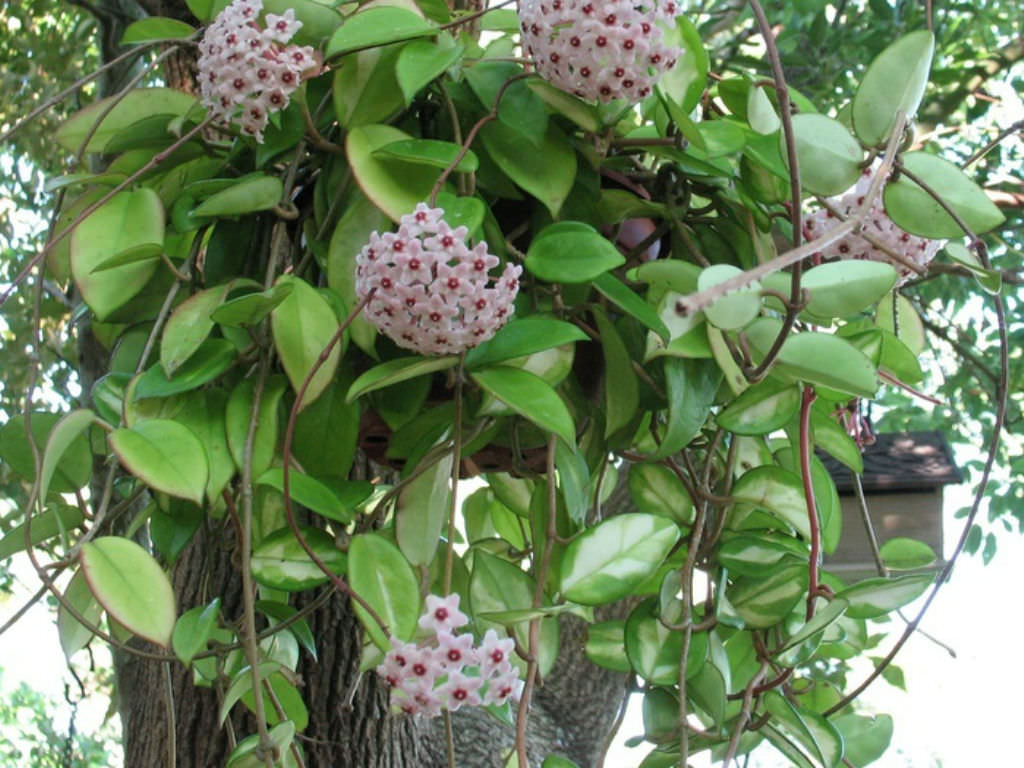 Hoya-carnosa-Wax-Plant2