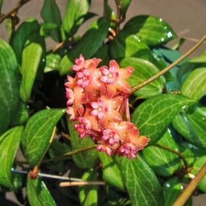 Hoya ‘Fitchii’
