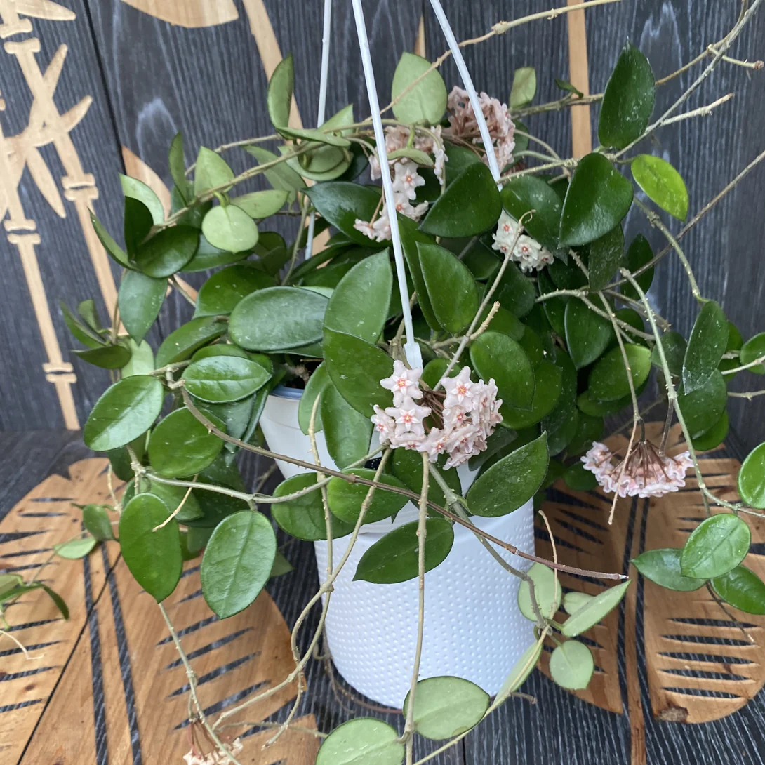 Hoya_Chouke_carnosaxserpens