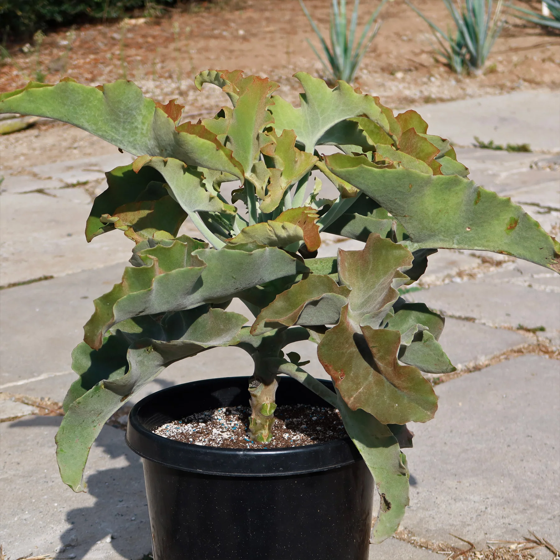 Kalanchoe-Beharensis-Elephants-Ear-15-Gallon-shop_1800x1800