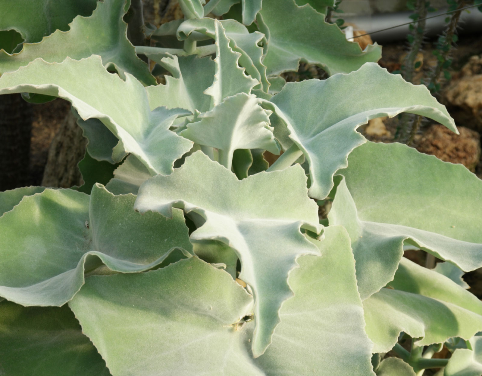 Kalanchoe-beharensis