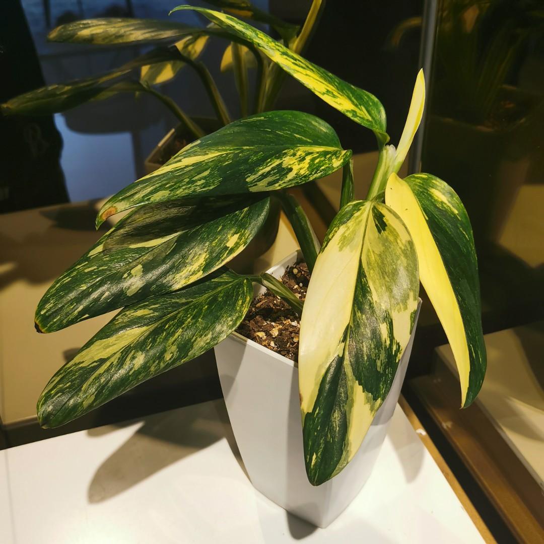 Monstera-Standleyana-Variegated-3