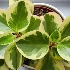 Peperomia obtusifolia (Variegated Peperomia) – 4"