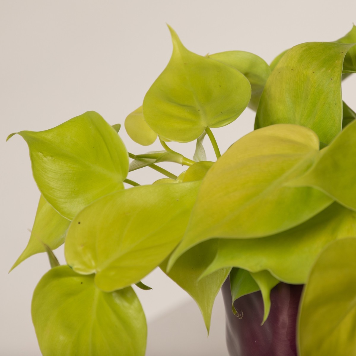 P_18793_6044b6e706b22