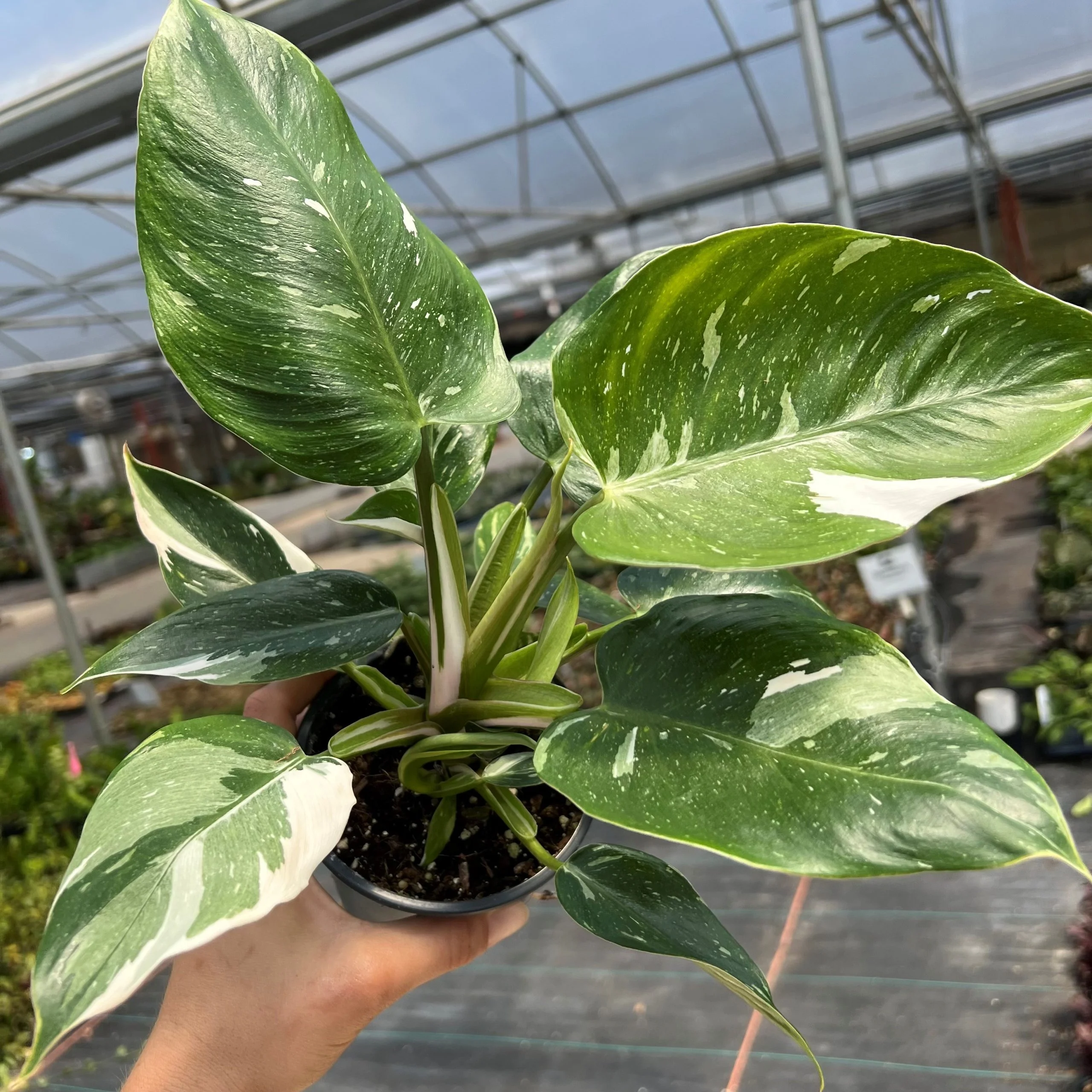 Philodendron-White-Wizard-1-scaled