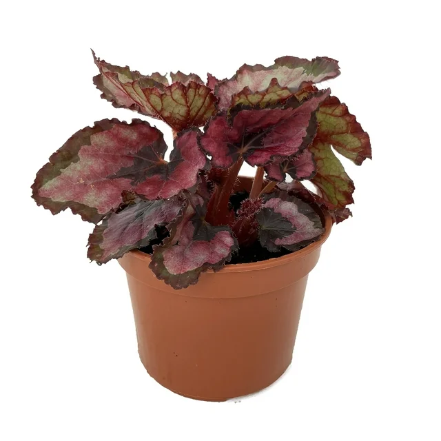 Red-Rex-Begonia-Plant-4-Pot-Great-Houseplant_b68ce5a6-cfec-4797-893a-d50ee2e94887.a19de0683dfb564ae2d2f5a3cbd95066