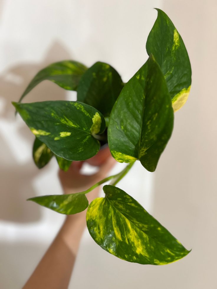 b969a9cc1824023f473382340b6dc91d