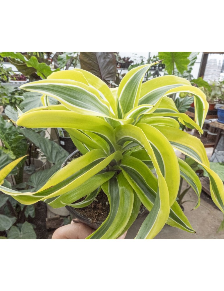 dracaena-fragrans-tornado-6-inch-syn-dracaena-lemon-lime-tropical