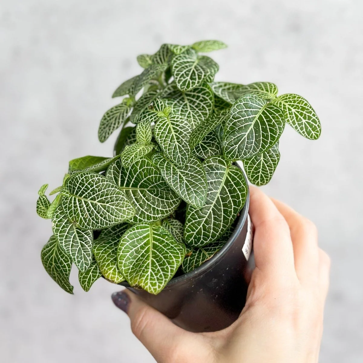fittonia-albivenis-mosaicnerve-plant-117529