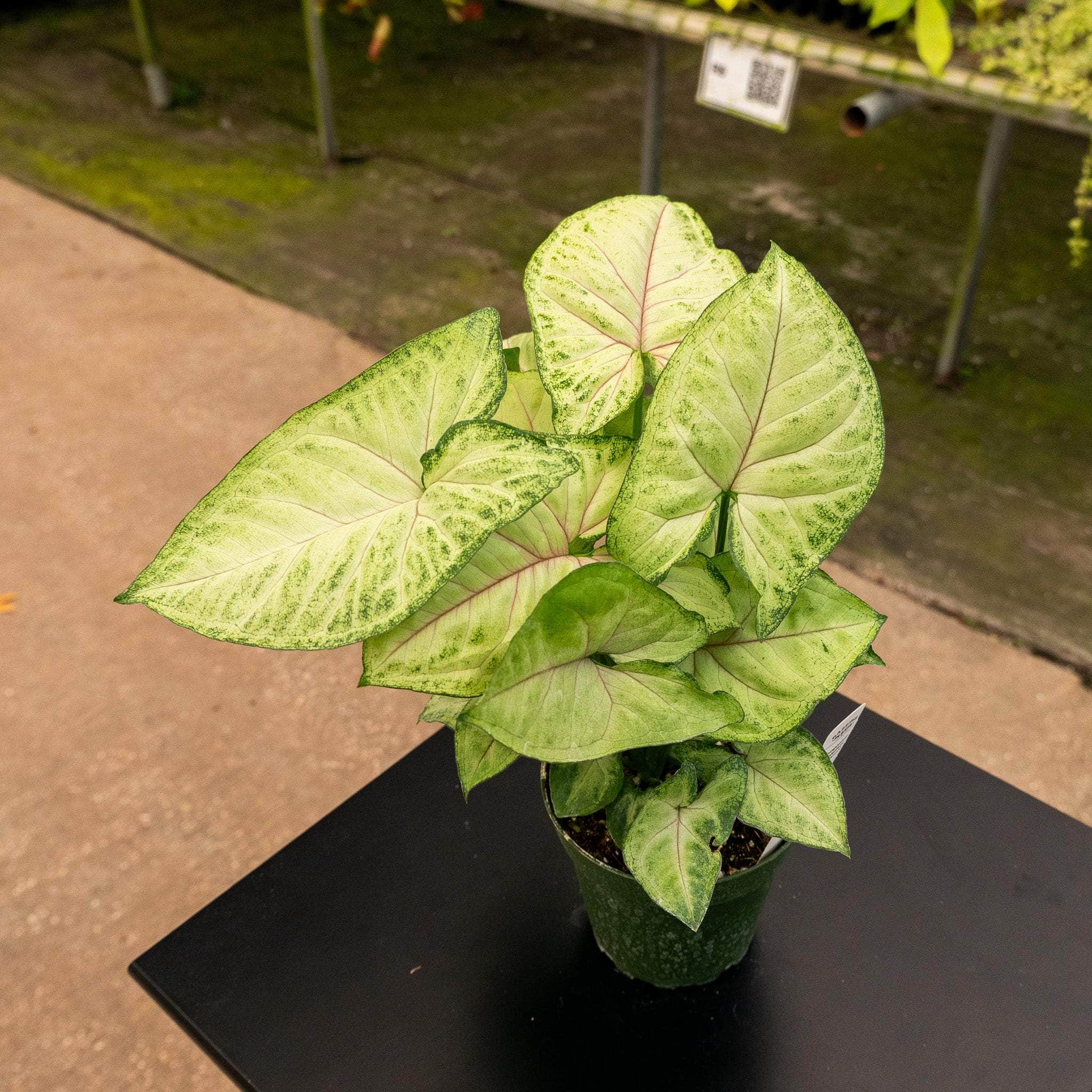 gabriella-plants-syngonium-podophyllum-berry-allusion-4-39274122805493