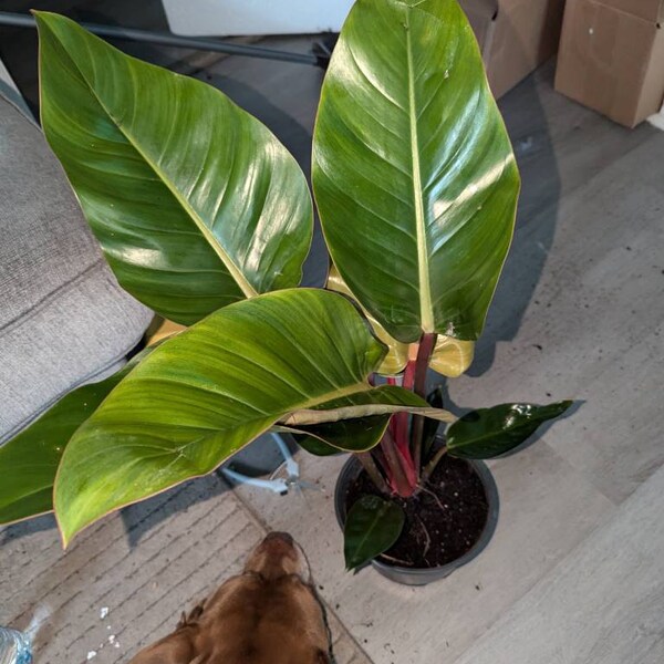 iap_600x600.6245672821_au613ude