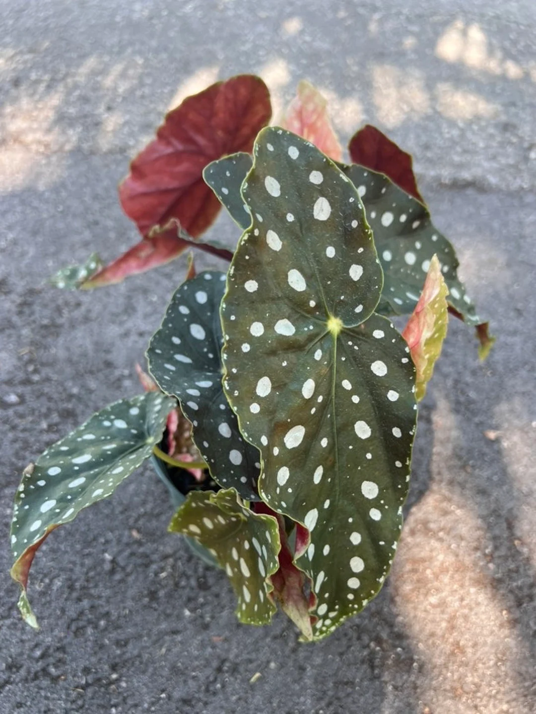 il_1080xN.5152842510_1sso