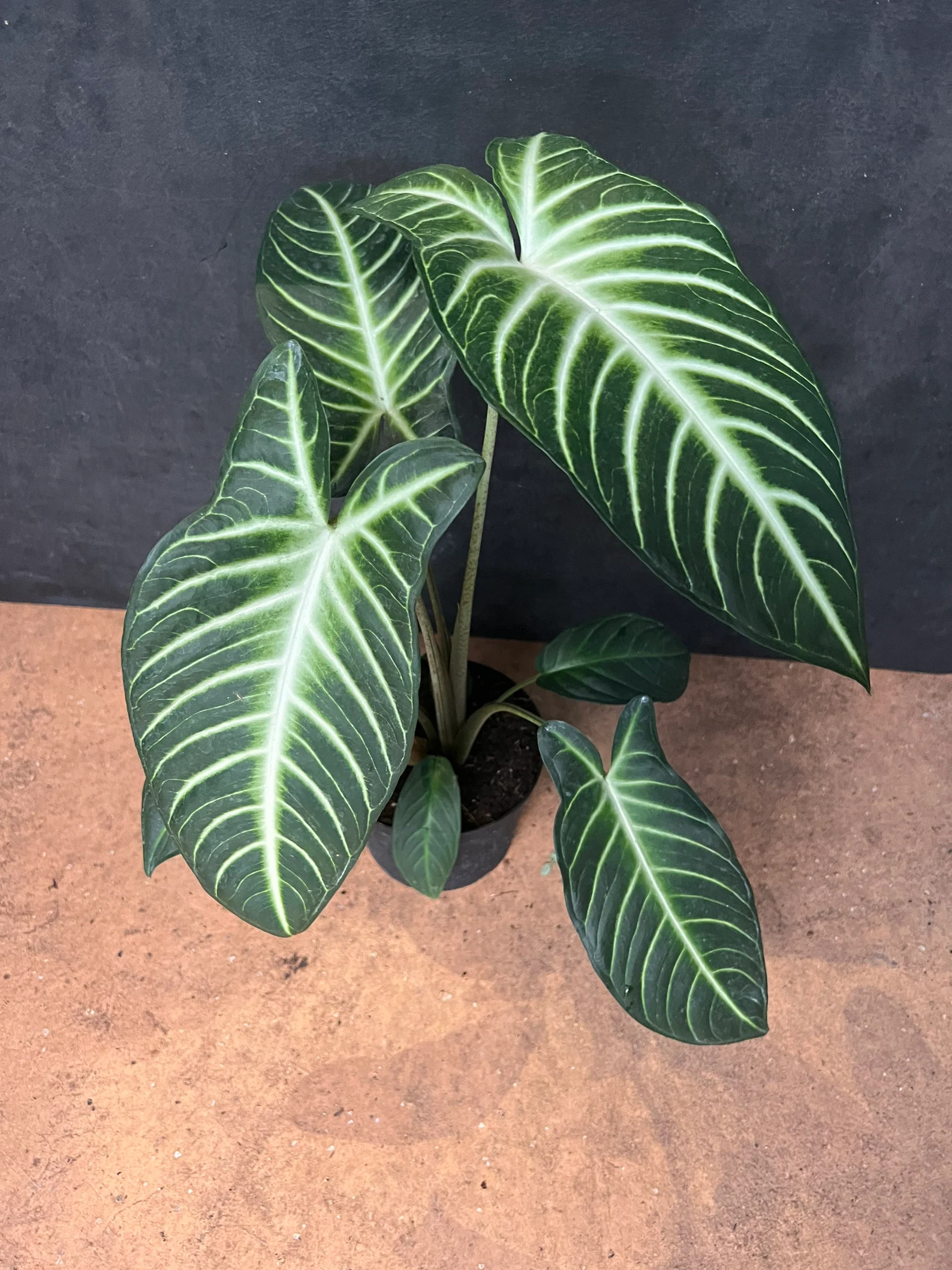 il_1588xN.4342377580_9t0l