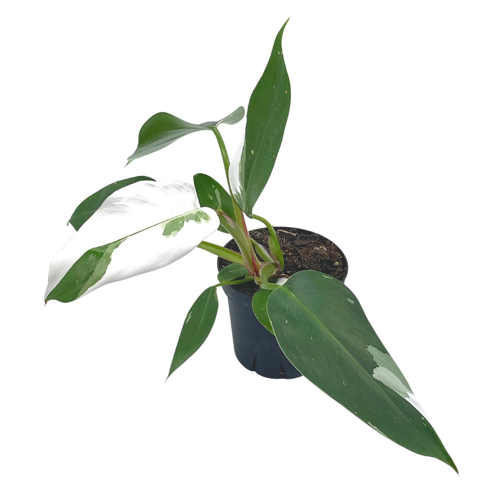 il_fullxfull.4481715494_72z5