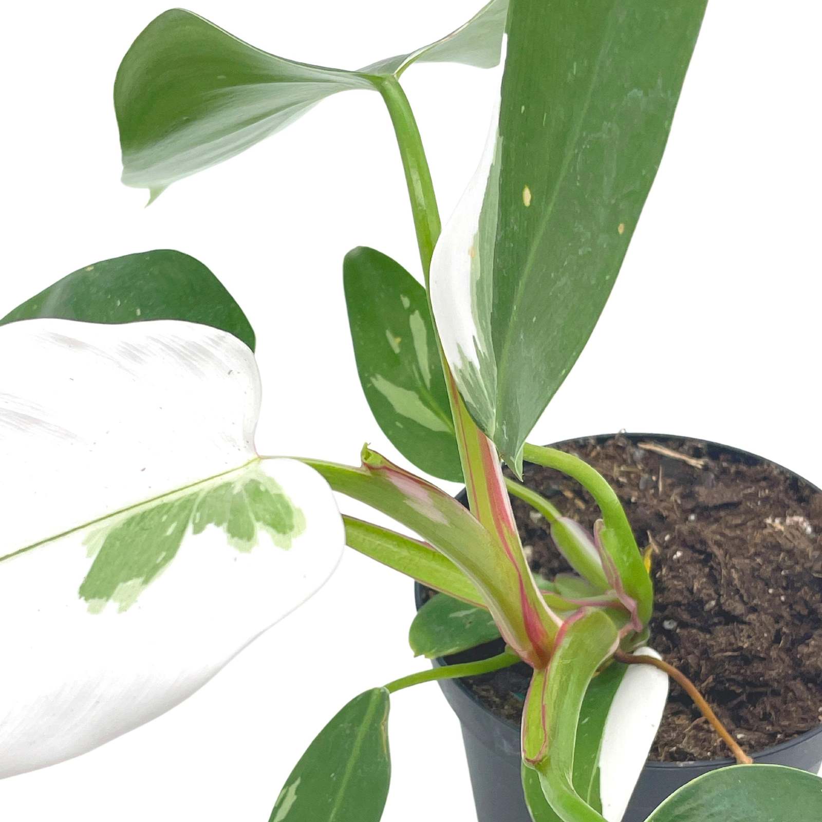 il_fullxfull.4481715510_5yt7