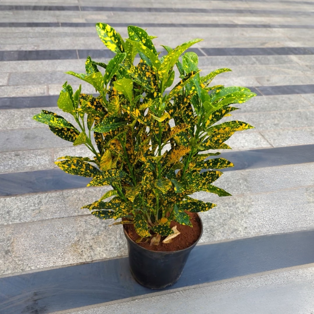 white-minimalist-plant-entrepreneurship-instagram-post