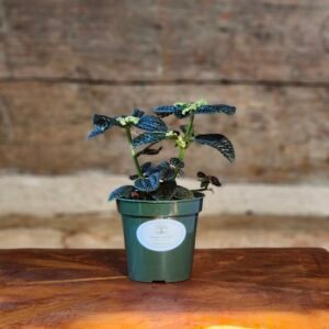 Pilea Moon Valley (Pilea mollis) in nursery pot showing vibrant quilted green foliage – exact plant from Rare Root Plant Co.