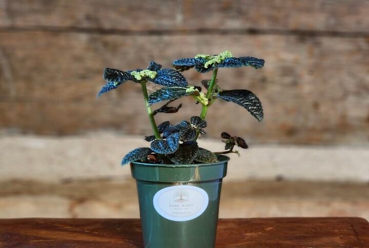 Pilea Moon Valley (Pilea mollis) in nursery pot showing vibrant quilted green foliage – exact plant from Rare Root Plant Co.
