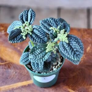 Close-up of Pilea Moon Valley textured leaves with bronze highlights – exact plant available from Rare Root Plant Co.