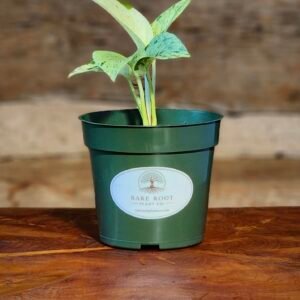 Snow Queen Pothos (Epipremnum aureum 'Snow Queen') with heavily variegated white and green foliage in nursery pot – exact plant from Rare Root Plant Co.