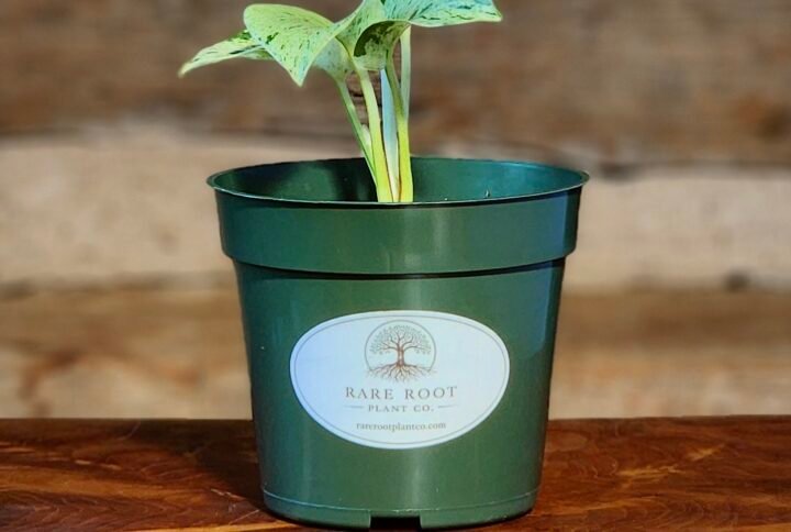 Snow Queen Pothos (Epipremnum aureum 'Snow Queen') with heavily variegated white and green foliage in nursery pot – exact plant from Rare Root Plant Co.