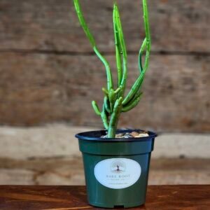 Pencil Cactus (Euphorbia tirucalli) with upright green branching stems in nursery pot – exact plant from Rare Root Plant Co.