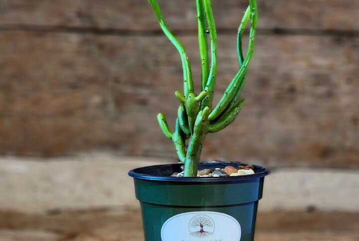 Pencil Cactus (Euphorbia tirucalli) with upright green branching stems in nursery pot – exact plant from Rare Root Plant Co.