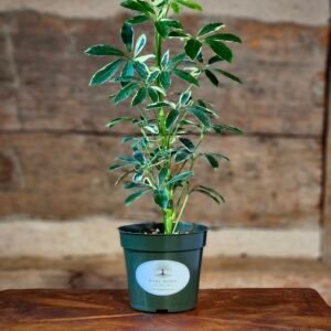 Variegated Dwarf Umbrella Tree (Schefflera arboricola 'Variegata') with glossy green and creamy yellow foliage in nursery pot – exact plant from Rare Root Plant Co.