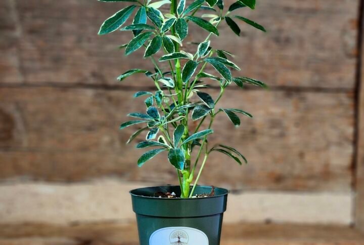 Variegated Dwarf Umbrella Tree (Schefflera arboricola 'Variegata') with glossy green and creamy yellow foliage in nursery pot – exact plant from Rare Root Plant Co.
